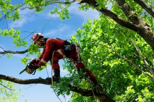 How to Choose the Right Tree Removalists: A Comprehensive Checklist