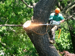 Why and When Tree Removal is the Right Choice
