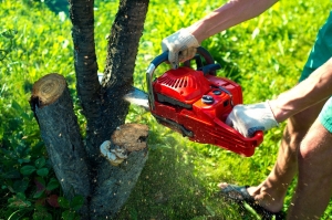 What You Need to Know: A Deep Dive into Tree Removal